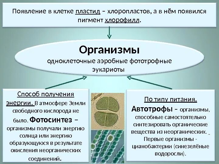 Появление первичных организмов. В результате деятельности гетеротрофов появился Свободный кислород.. Появление кислорода. Появление автотрофов.