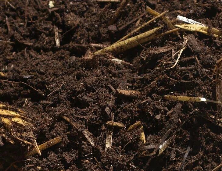 Самые богатые почвы. Обогащают почву перегноем. Гниение в почве. Дерновая почва. Навоз, перегной, компост.