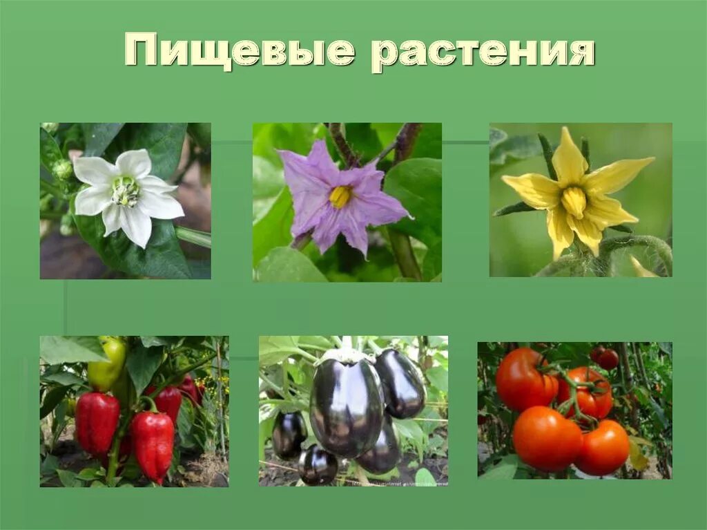 Пищевые растения. Пищевые культурные растения. Культурные растения цветы. Пищевынкультурные растения. Значение культурных растений в жизни человека 7