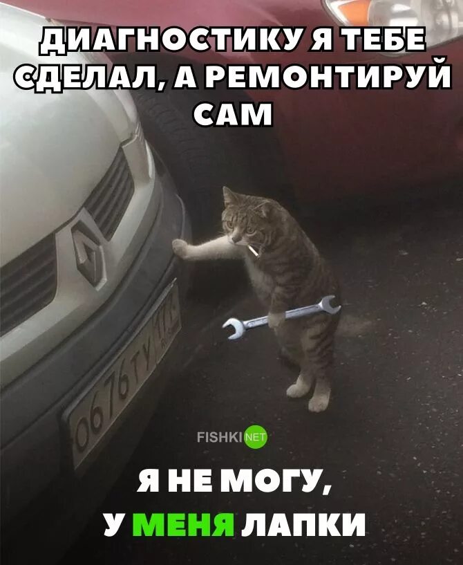 Чини кота