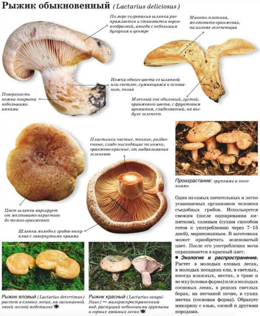 Как отличить съедобные. Волнушка шляпка снизу. Рыжик гриб съедобный и ложный. Гриб рыжики свинушки. Гриб Рыжик строение.