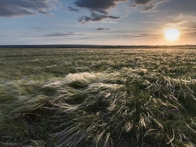 Сильное жужжание. Ветер Суховей в степи. Степные суховеи. Степной ветерок. Суховеи в степи.