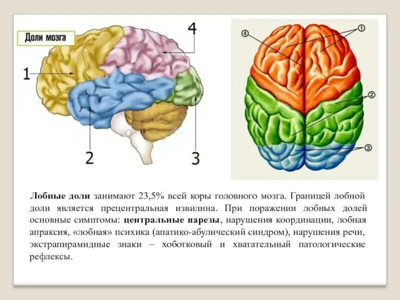 Лобный отдел функция. Отделы головного мозга лобная височная. Лобные и теменные доли мозга. Строение лобной доли коры головного мозга.