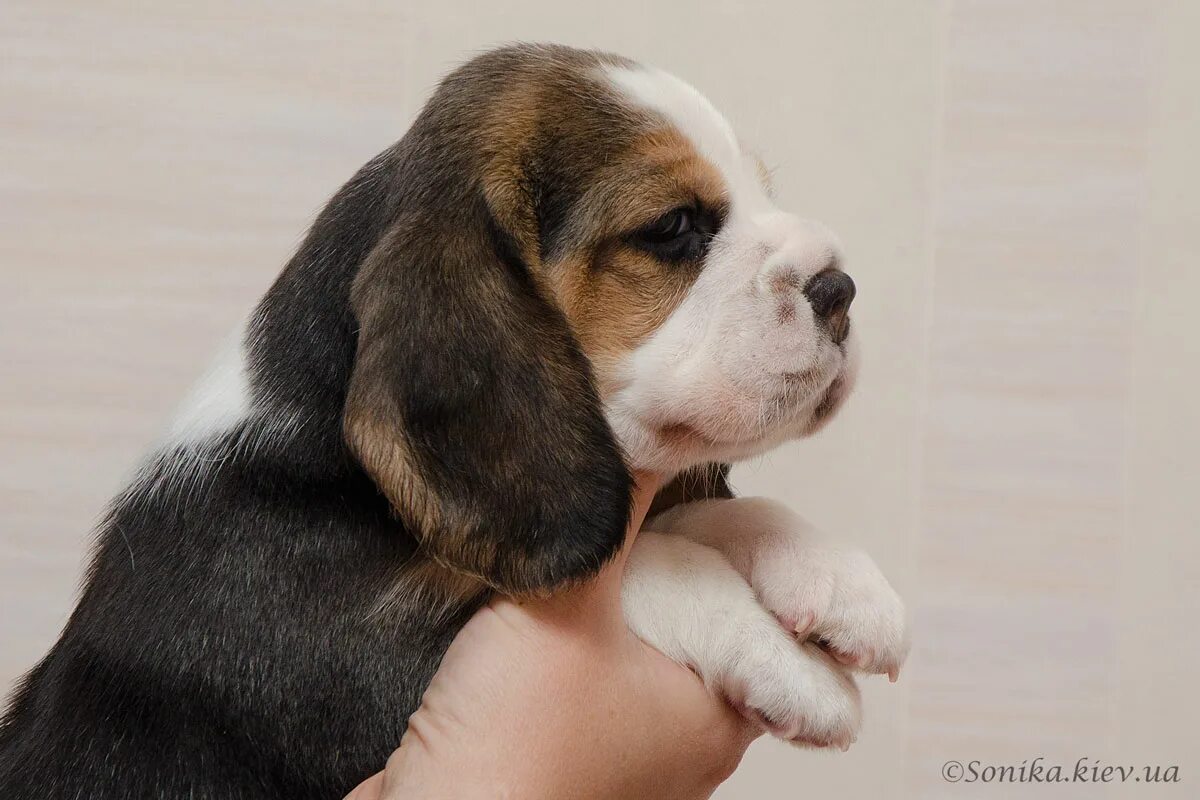 щенки бигля фото 1 месяц. бигль щенок. щенок бигля 2 месяца. бигль щенок месяц. бигль щенок 2 месяца.