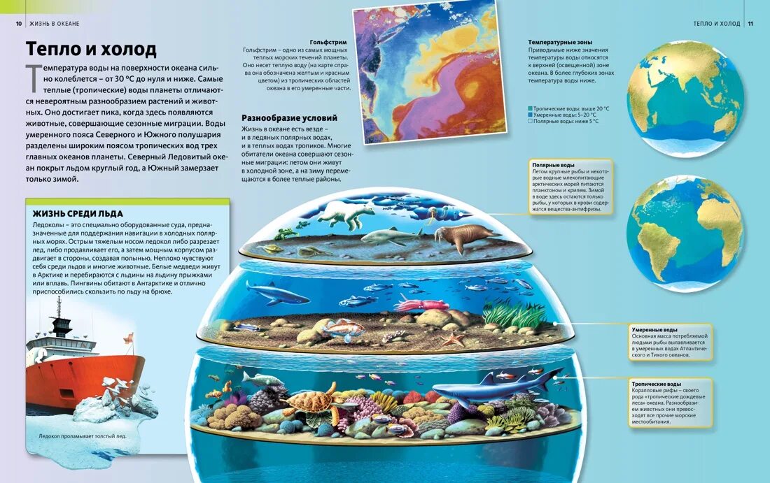 Схема жизнь в океане. Буклет мировой океан. Брошюра про океан. Жизнь в океане Discovery. Буклет на тему тихий океан.