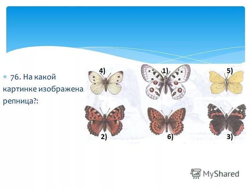 Тест по теме насекомые 3 класс. Тест по теме насекомые 3 класс. Тест насекомые 1 класс. Тест по теме насекомые 3 класс. Насекомые биология.