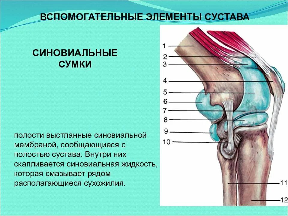 Синовиальные сумки коленного сустава анатомия. Вспомогательные элементы сустава. Суставные сумки коленного сустава. Основные и вспомогательные элементы сустава.