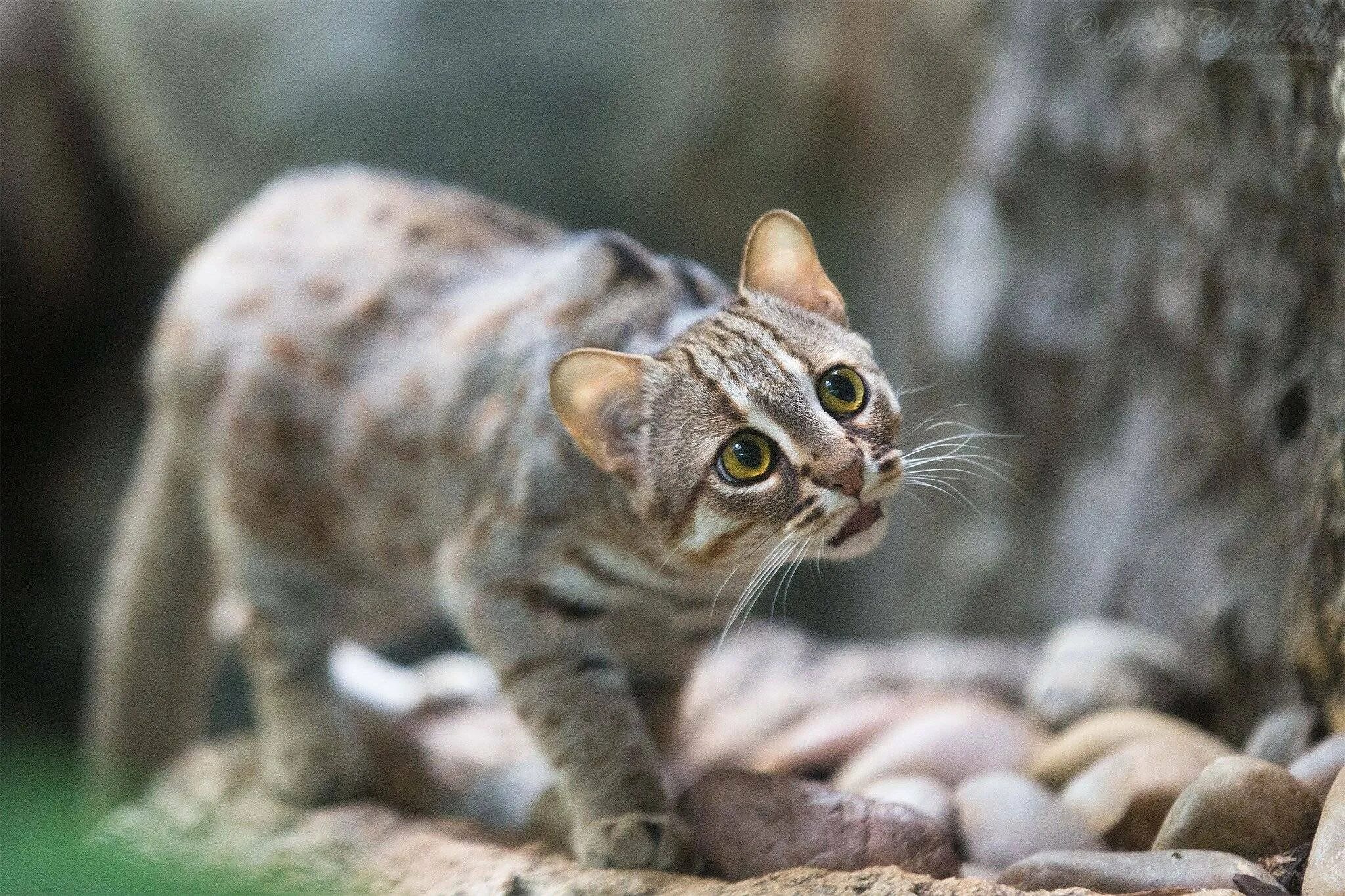 Сингапурская кошка. Черноногая кошка. Rusty spotted cat котята. Черноногая кошка. Prionailurus rubiginosus.