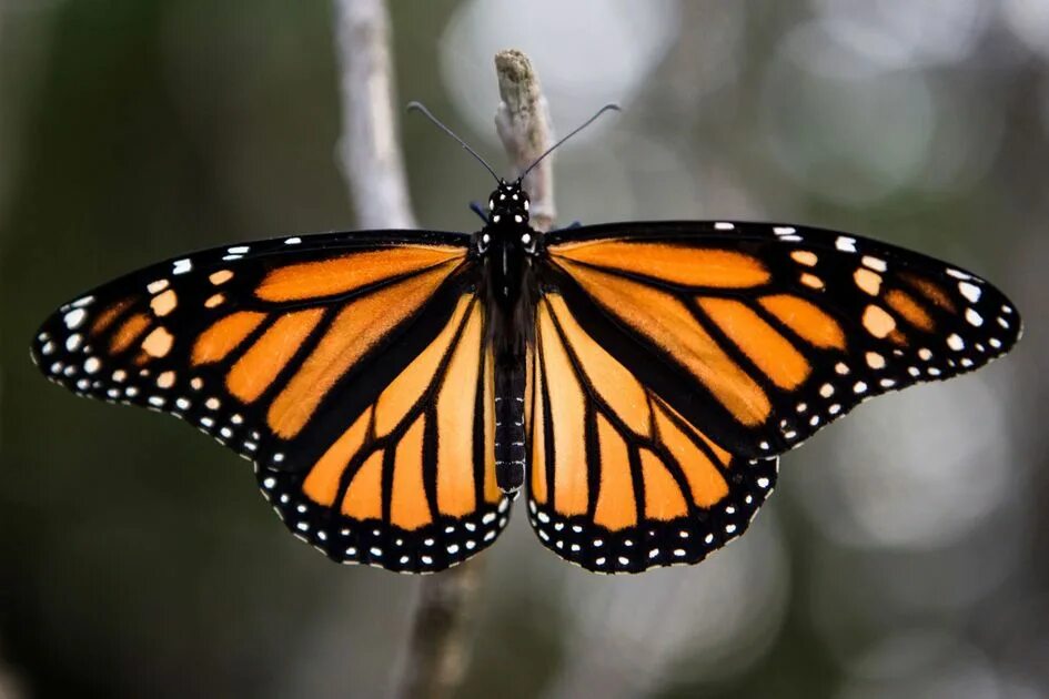 Butterfly does
