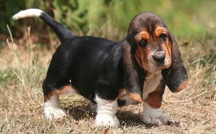 Foxhound Scent-tracking, British, Hunting Britannica