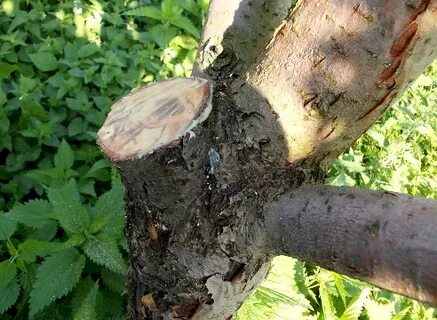 Спиленная яблоня