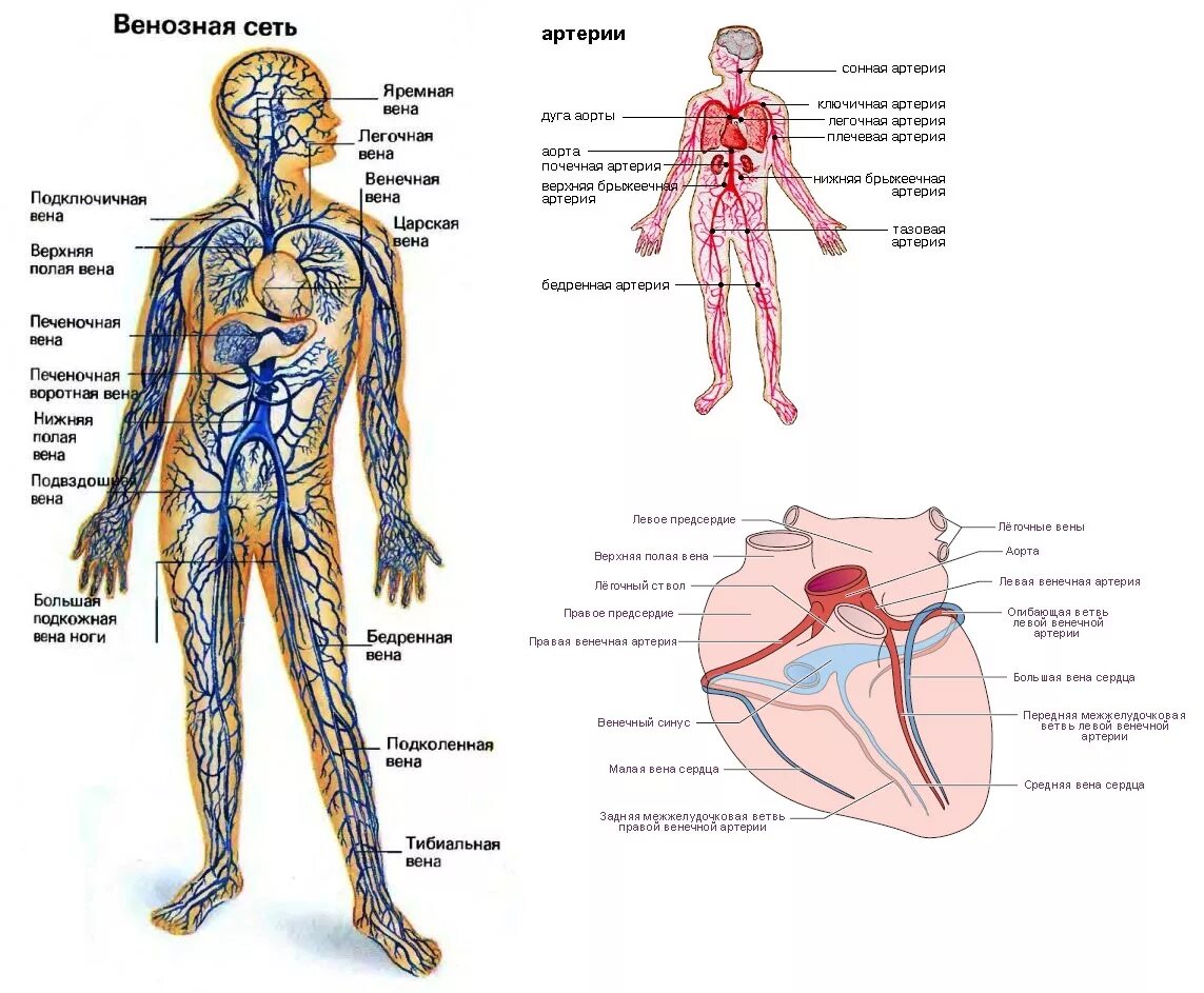Венозная система анатомия схема. Сосудистая система человека анатомия вены и артерии схемы. Кровеносная система человека вены. Кровеносная система и вены человека схема.