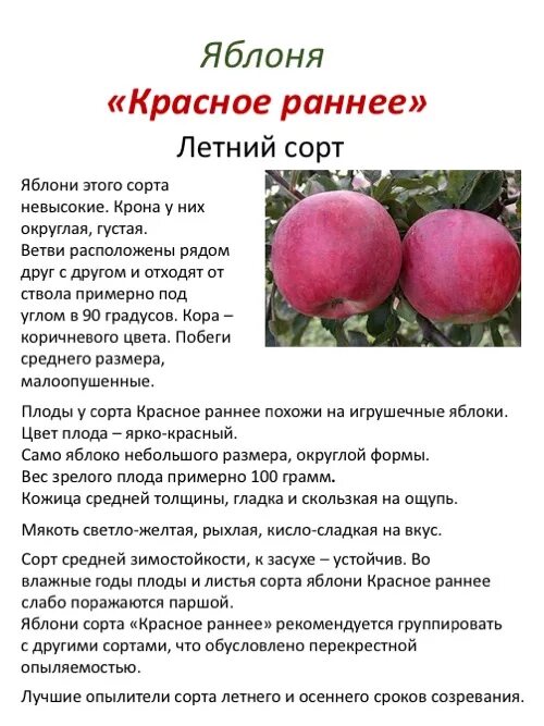 Красное раннее яблоня описание. Яблоня сорт красное раннее. Яблоня красное ранняя с10. Яблоня красное раннее описание сорта. Яблоня красное раннее описание фото