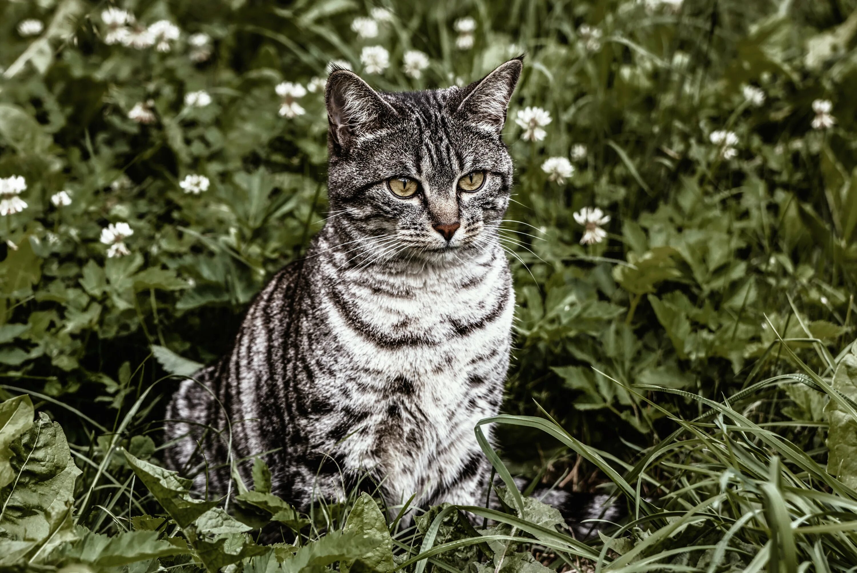 Шартрез кот полосатый. Серый табби беспородная. Табби кошка. Серый полосатый кот порода. Серая кошка с черными пятнами