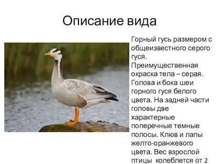 Гусь сочинение