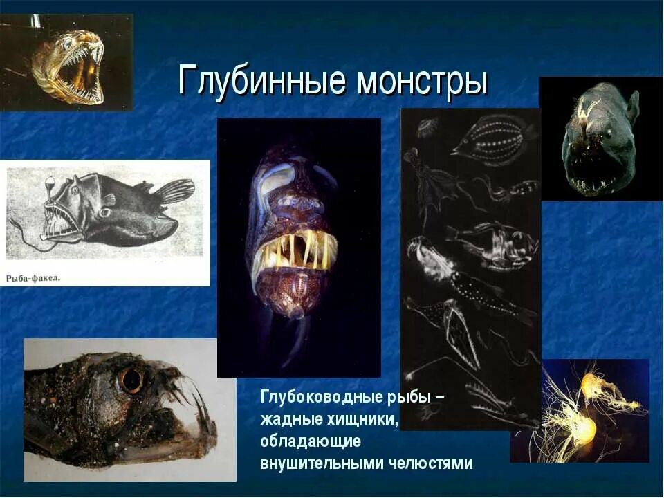 организмы мирового океана. информация об жизни в океане. жизнь в океане планктон нектон бентос. жизнь в океане 6 класс география. сообщение жизнь в океане.