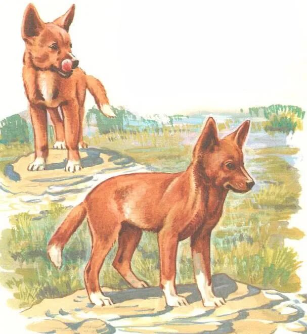 Собака динго читать полностью. Собака динго в австралии доклад. Горный динго. Детки в клетке собака динго маршак. Собака динго читать полностью.