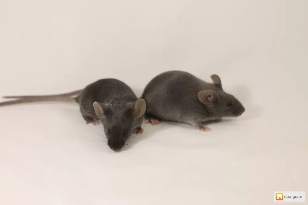 Rattus rattus чёрная крыса. кинабулийская крыса (rattus baluensis). 2 крыски белая и черная. серые и черные мыши. белая крыса.