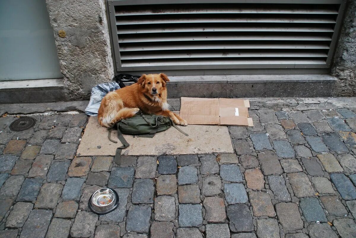 На улице жили щенки. Бездомные собаки. Выброшенные животные на улицу. Бездомные животные на улице. Бездомный пес.