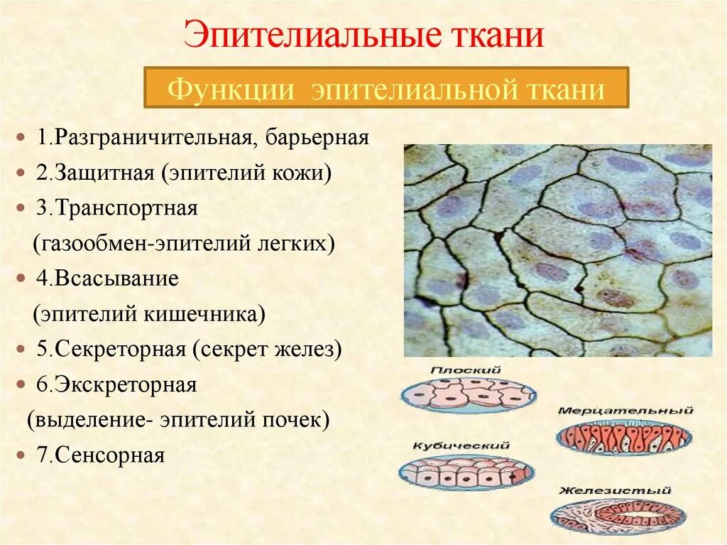 Эпителиальное строение функции. Экскреторная функция эпителиальной ткани. Выделительная функция эпителиальной ткани. Покровная функция эпителиальной ткани. Функции эпителиальной ткани гистология.