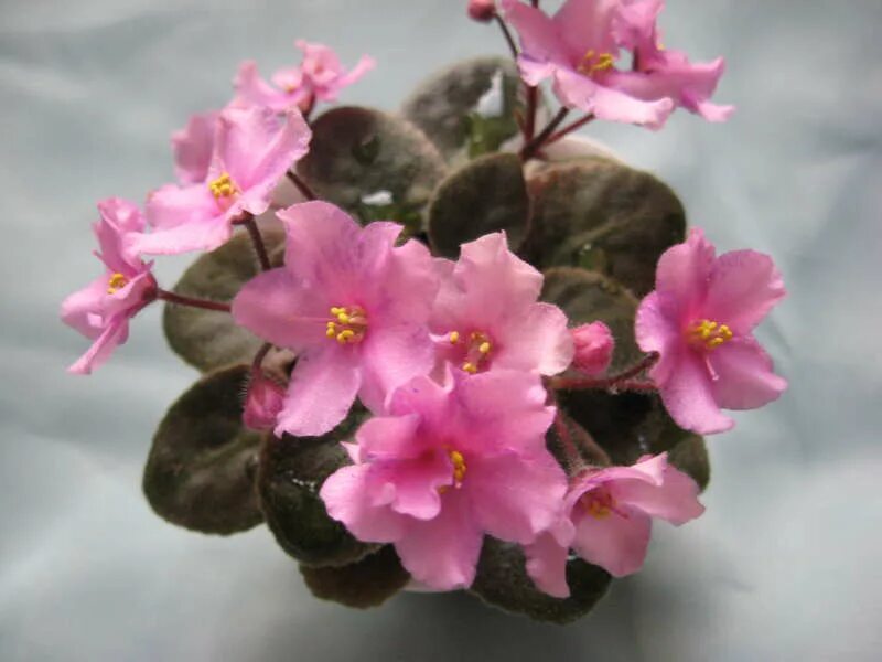 фиалка н барышня. фиалка барышня макуни. фиалка барышня в красном. н барышня. мария долгорукая жена ивана грозного.