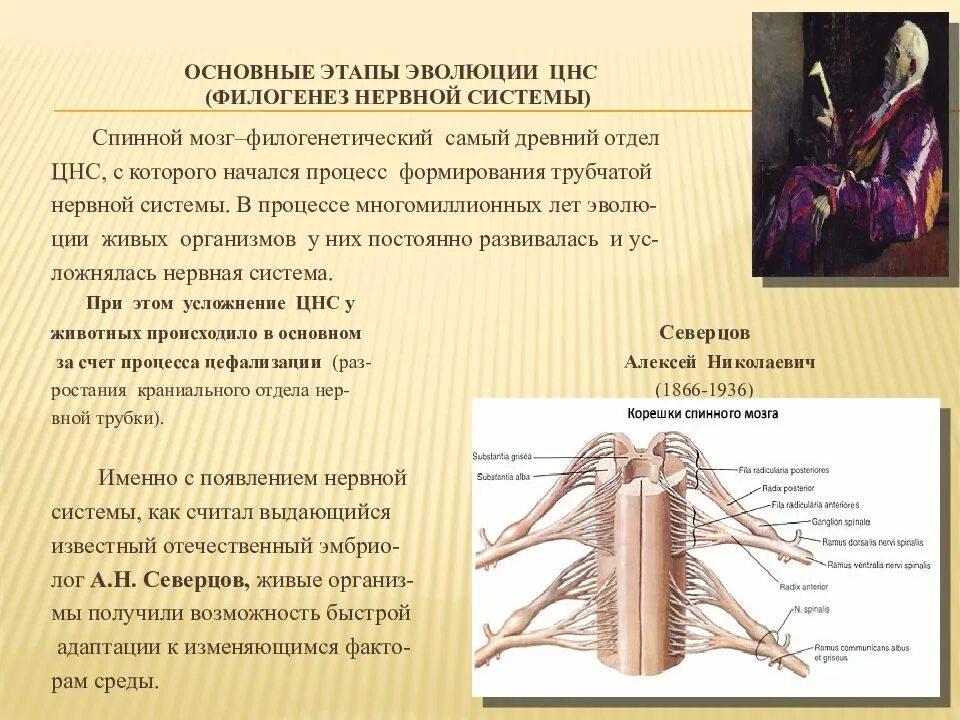 Эволюция нервной системы этапы развития нервной системы. Этапы развития нервной системы. Филогенез нервной системы. Филогенез нервной системы ( развитие нервной системы у животных). Этапы эволюционного развития нервной системы.