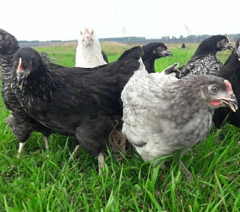 Чешский доминант. Куры несушки доминант хутор зубков. Куры породы чешский доминант. Доминант ломан браун. Плимутрок куропатчатый.