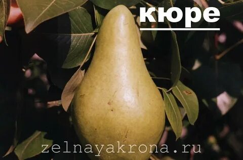 Груша кюре