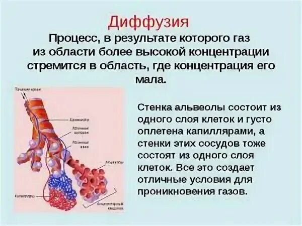 Расскажите какие процессы происходят в легочных альвеолах