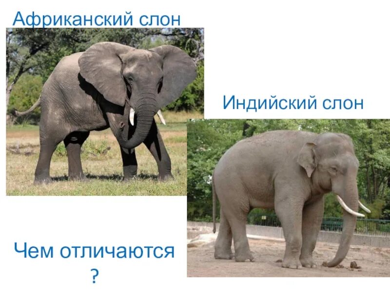 Африканский и индийский слон различия. Слон Африканский и индийский разница. Африканский слон и индийский слон. Индийский слон и Африканский слон отличия. Чем отличается индийский слон от африканского 1
