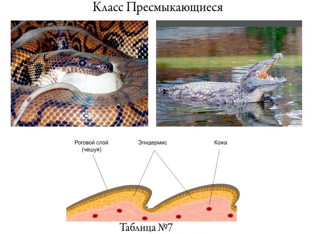 Пресмыкающиеся многоклеточные. Строение кожи пресмыкающихся. Покровы рептилий. Эволюция покровов позвоночных животных. Кожный Покров пресмыкающихся.