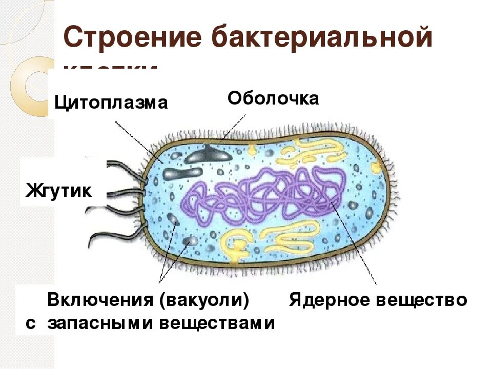 Строение клетки бактерии рисунок. Строение бактериальной клетки 5 класс биология. Строение бактериальной клетки рисунок. Строение бактериальной клетки 10 класс биология. Схема строения бактериальной клетки 5 класс биология.