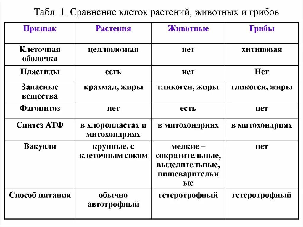 Сравнение животные растения бактерии грибы