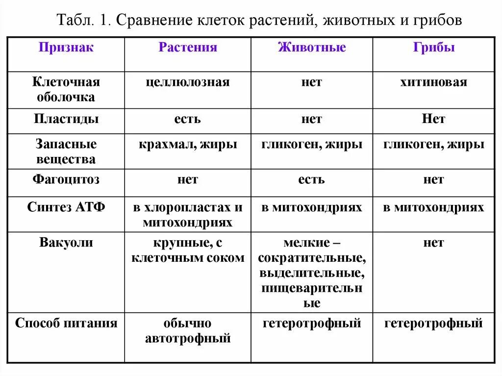 Сравнение клетки грибов растений животных