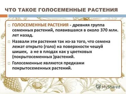 Семенные растения появились в