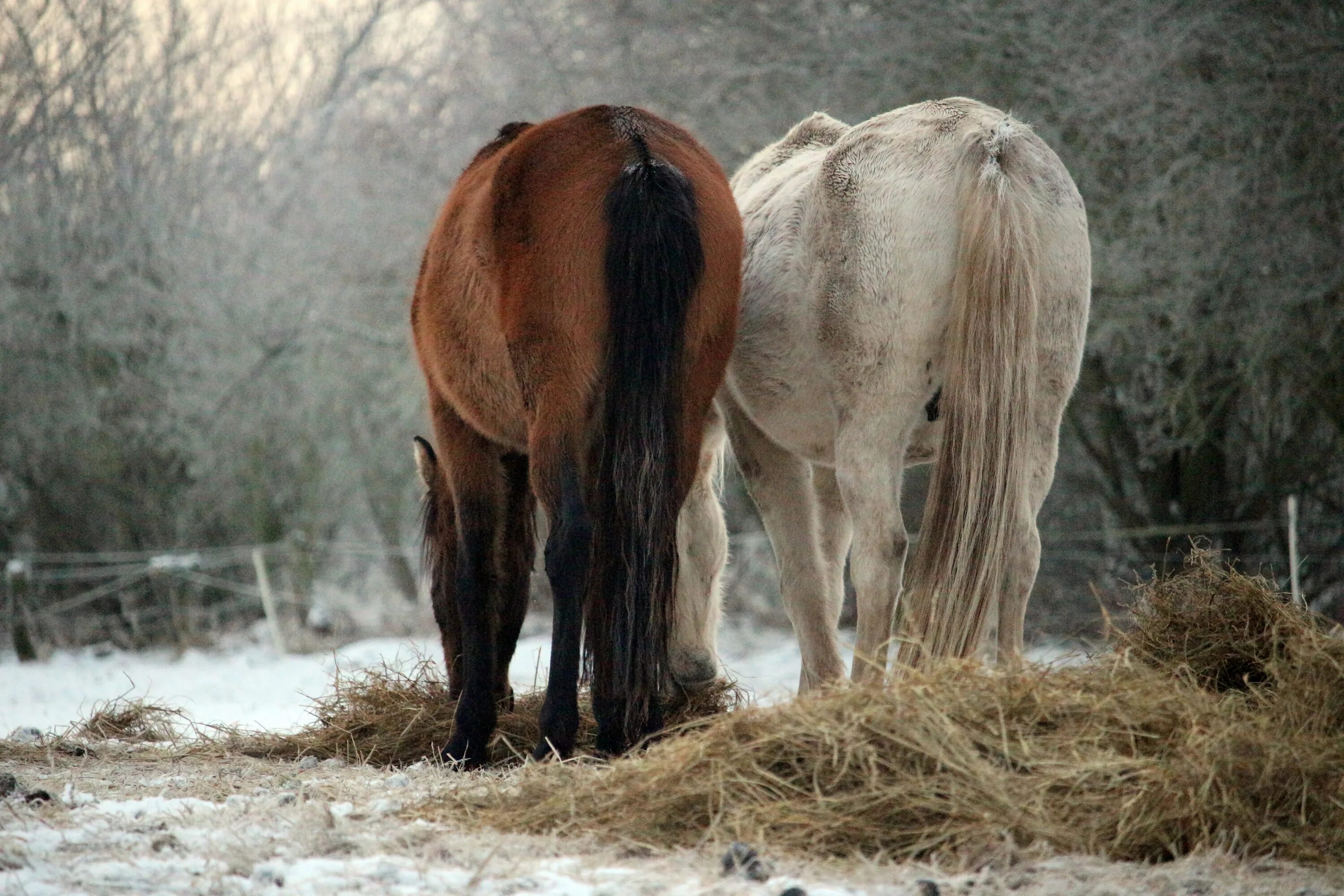 Лошадки существуют. Лошади зимой. Лошади в снегу. Что едят лошади. Лошадь сена.