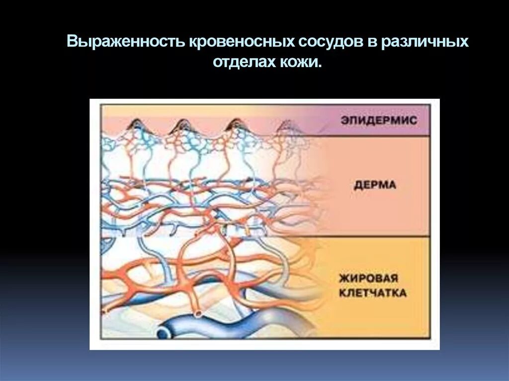 Пронизан кровеносными капиллярами. Функция кровеносных сосудов в коже. Сосудистая система кожи. Кровоснабжение кожи.