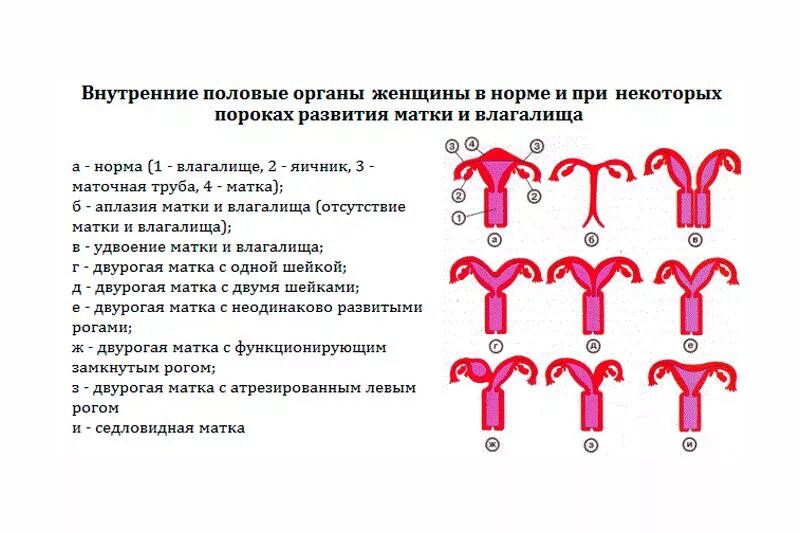 Какого размера матка у женщины в обычном