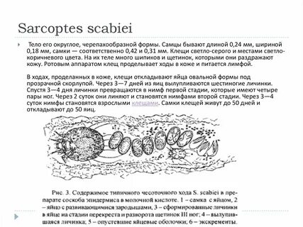 Цикл развития чесоточного клеща