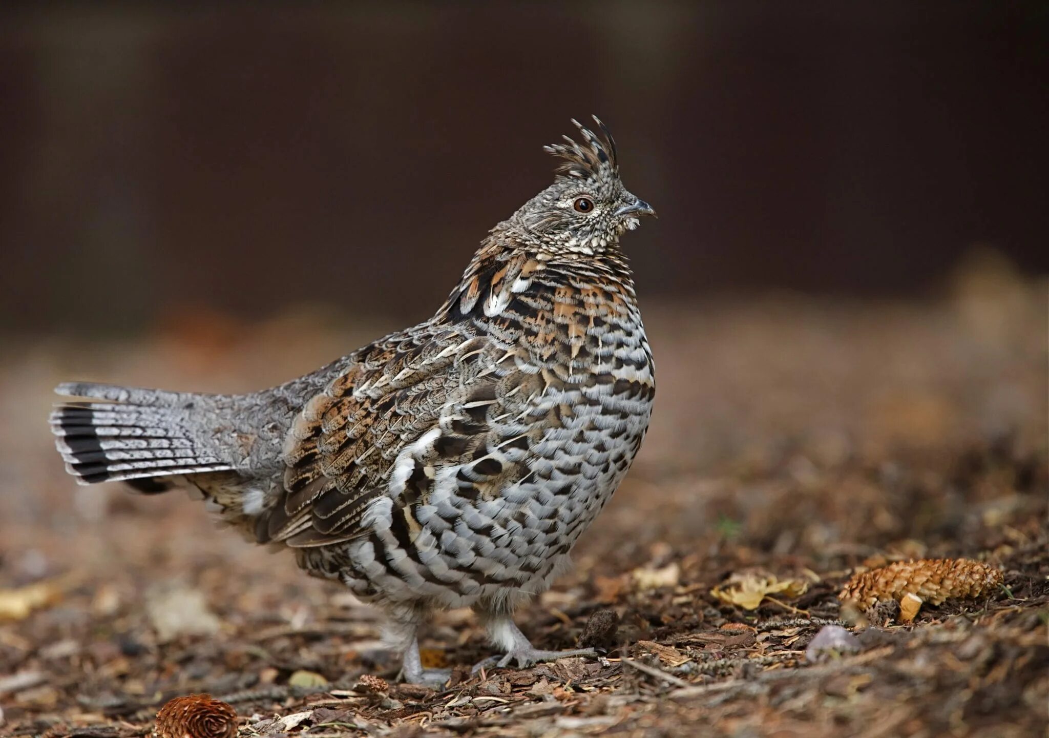 Пернатая дичь. Боровая дичь рябчик. ruffed grouse птица. куропатка боровая.