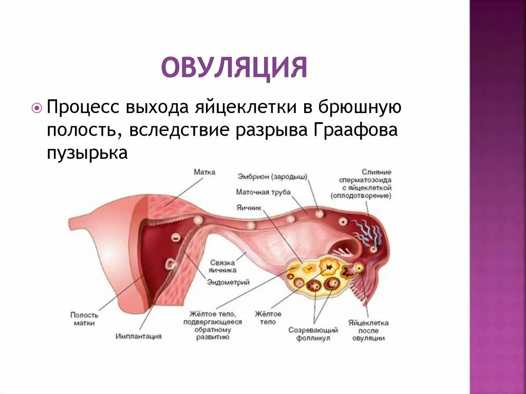 Овуляцией называется выход яйцеклетки