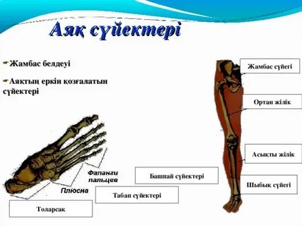 Поп пен лесбиянка суреттеріндегі әтеш пен тіл