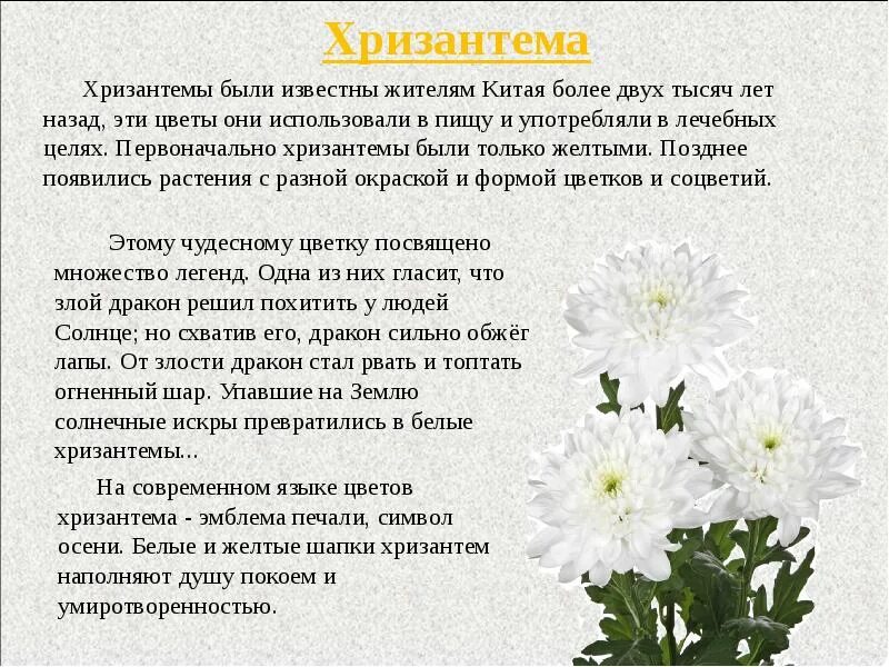 Хризантемы на языке цветов означает. Описание цветка. Хризантемы описание цветка.