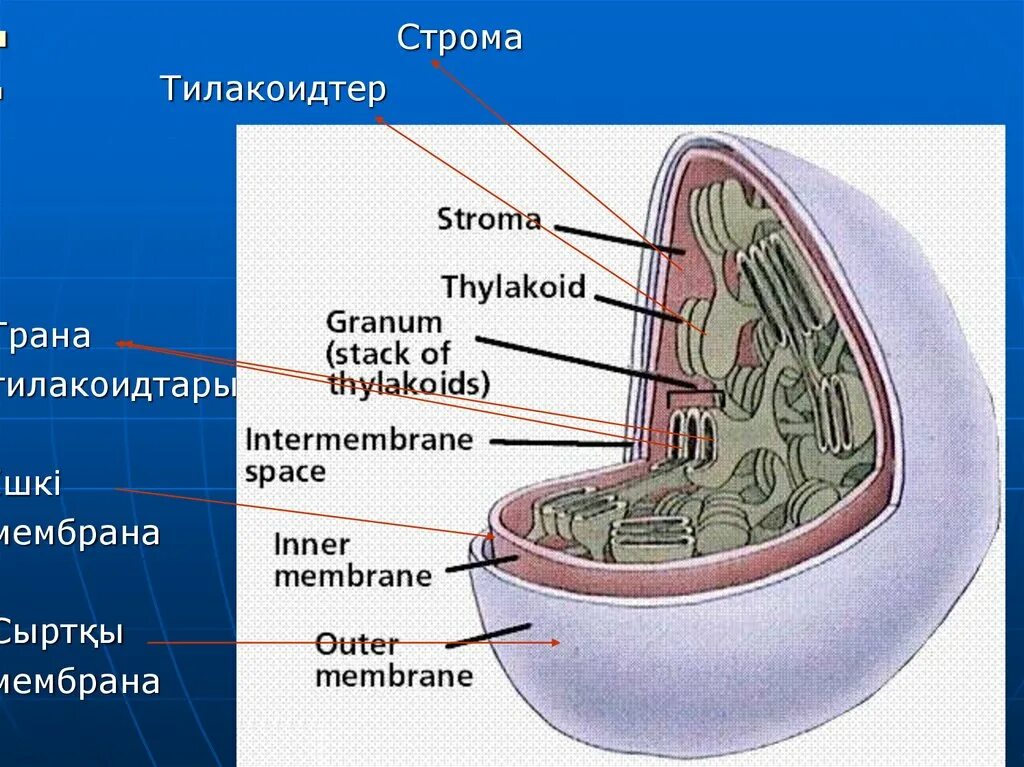 Процесс стромы