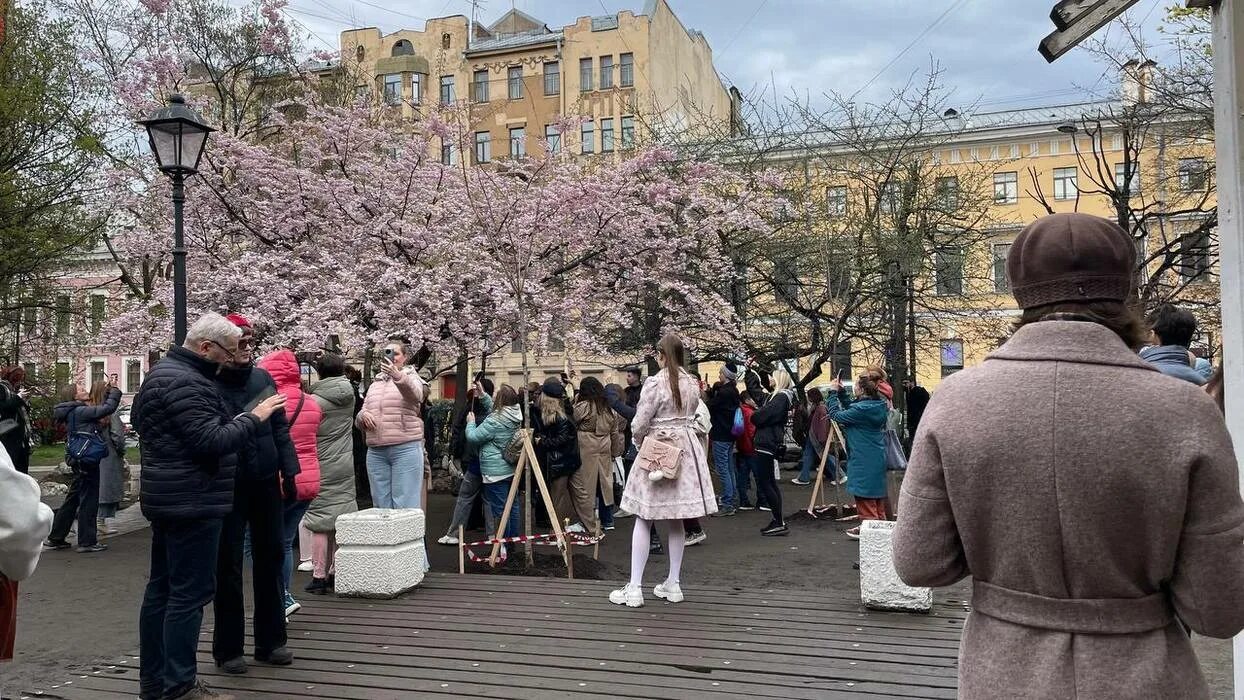 Сад дружбы на литейном. Сад дружбы в санкт-петербурге на литейном. сад дружбы спб сакура. сад дружбы на литейном проспекте. сакура на литейном проспекте.