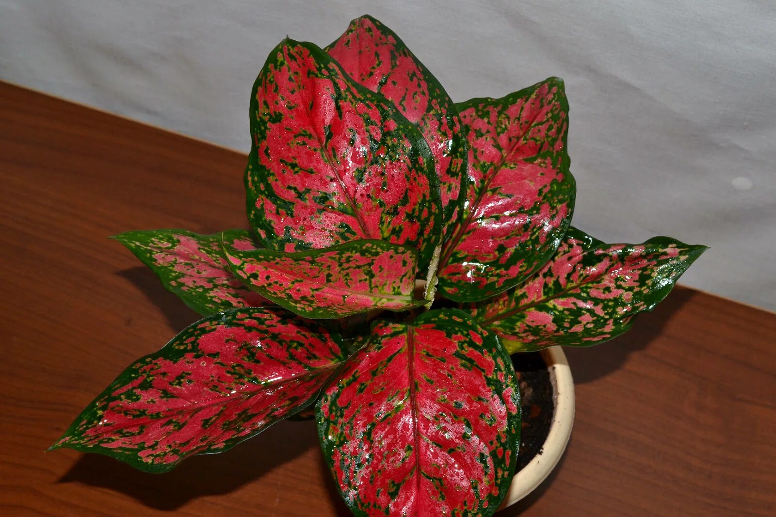 Аглаонема сорт ред. Аглаонема anyamanee. аглаонема china red. аглаонема ред anyamanee. аглаонема pink anyamanee.