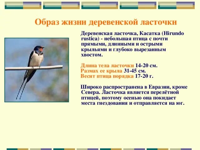 Образ жизни ласточки. Описание ласточки. Ласточка кратко. Какого размера Ласточка.