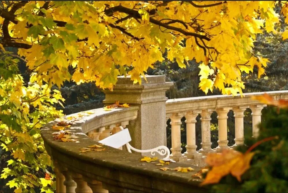Миша сквозь листву глядит на старинный сад. Осенний парк. Осень в старинных парках. Старый парк осень. Осенняя беседка.