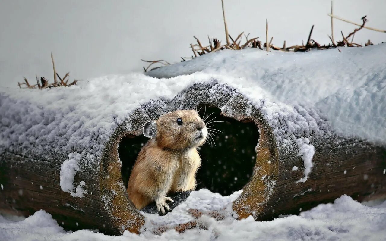 Тихо возится под снегом робкая мышь. Звери в снегу. Животные весной. Зима звери.