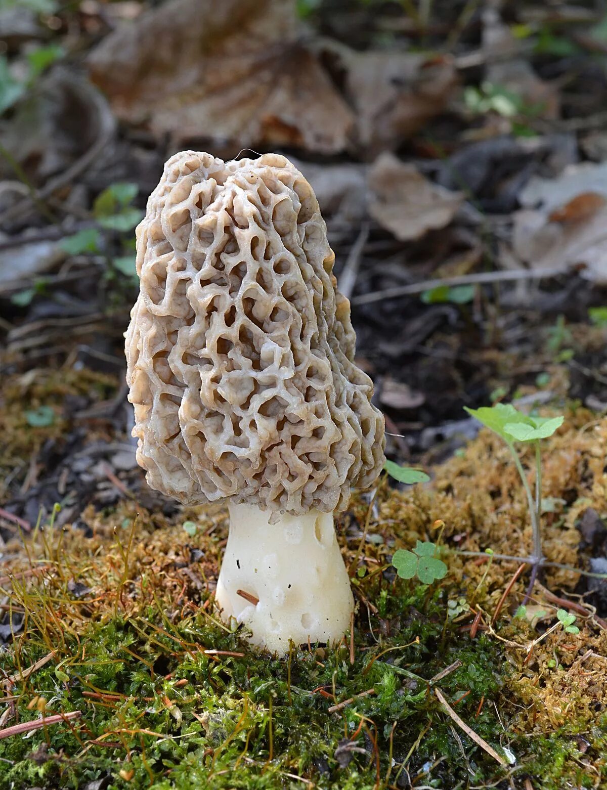 Ложные сморчки фото. Сморчок Луговой. Morchella Американа. Сморчки грибы. Сморчки грибы белые.